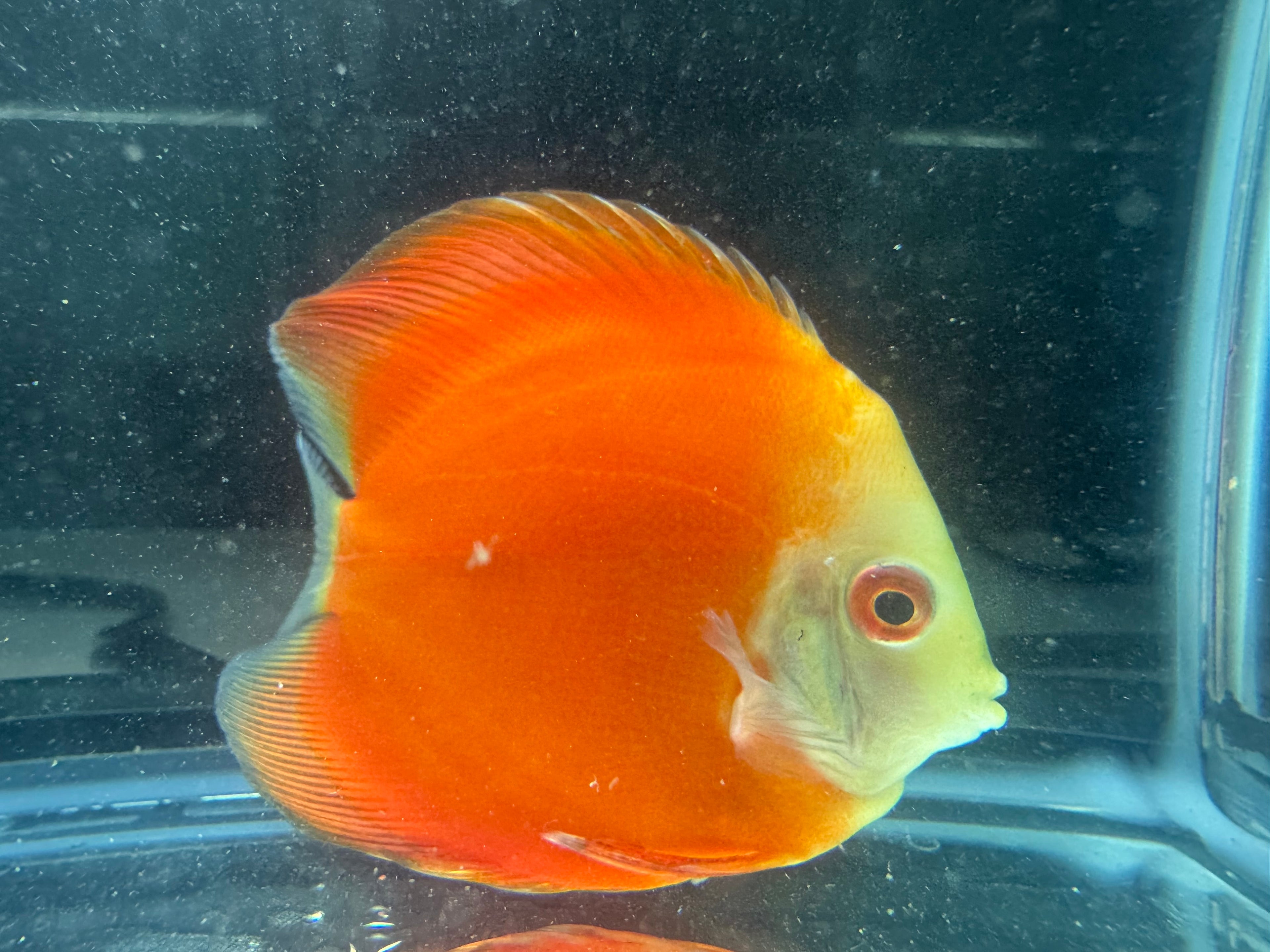 Orange Melon Discus