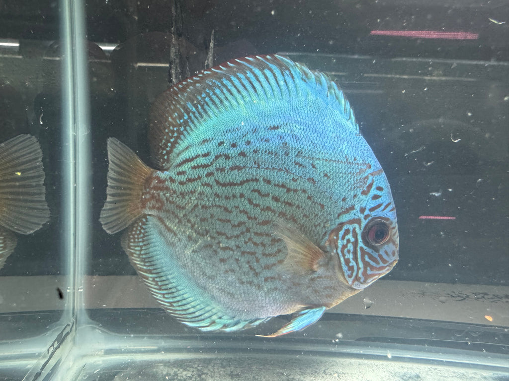 Cobalt Discus 4”-5”