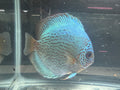 Cobalt Discus 4”-5”