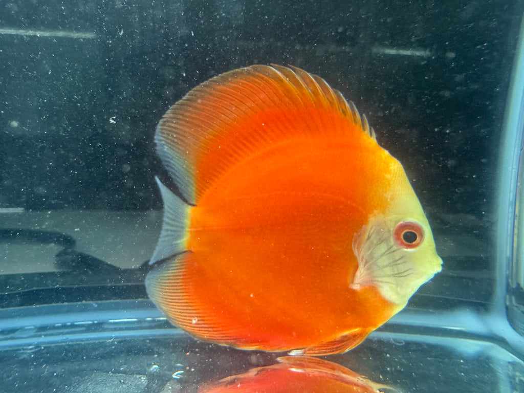 Orange Melon Discus