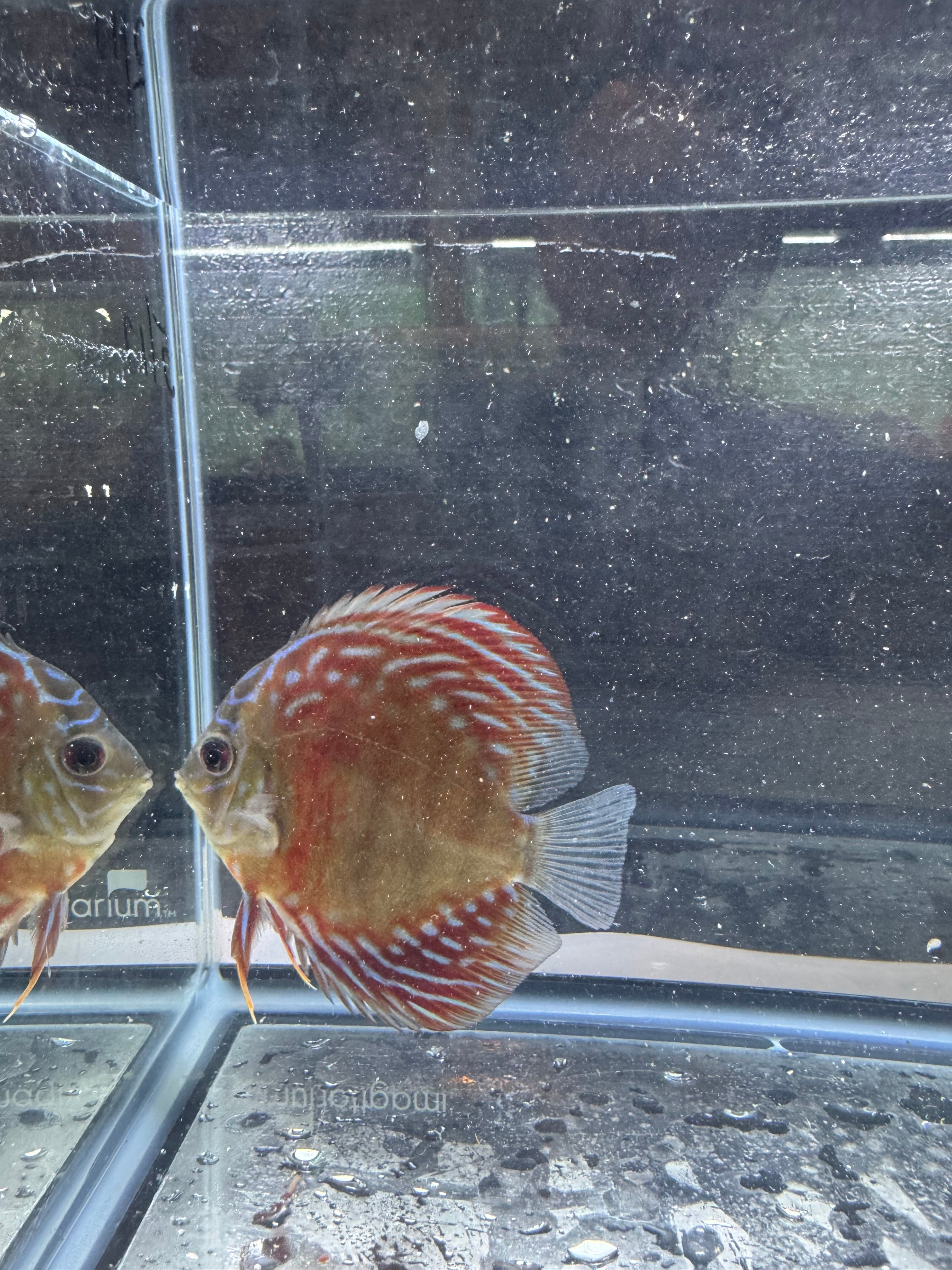 Red Turqoise Discus