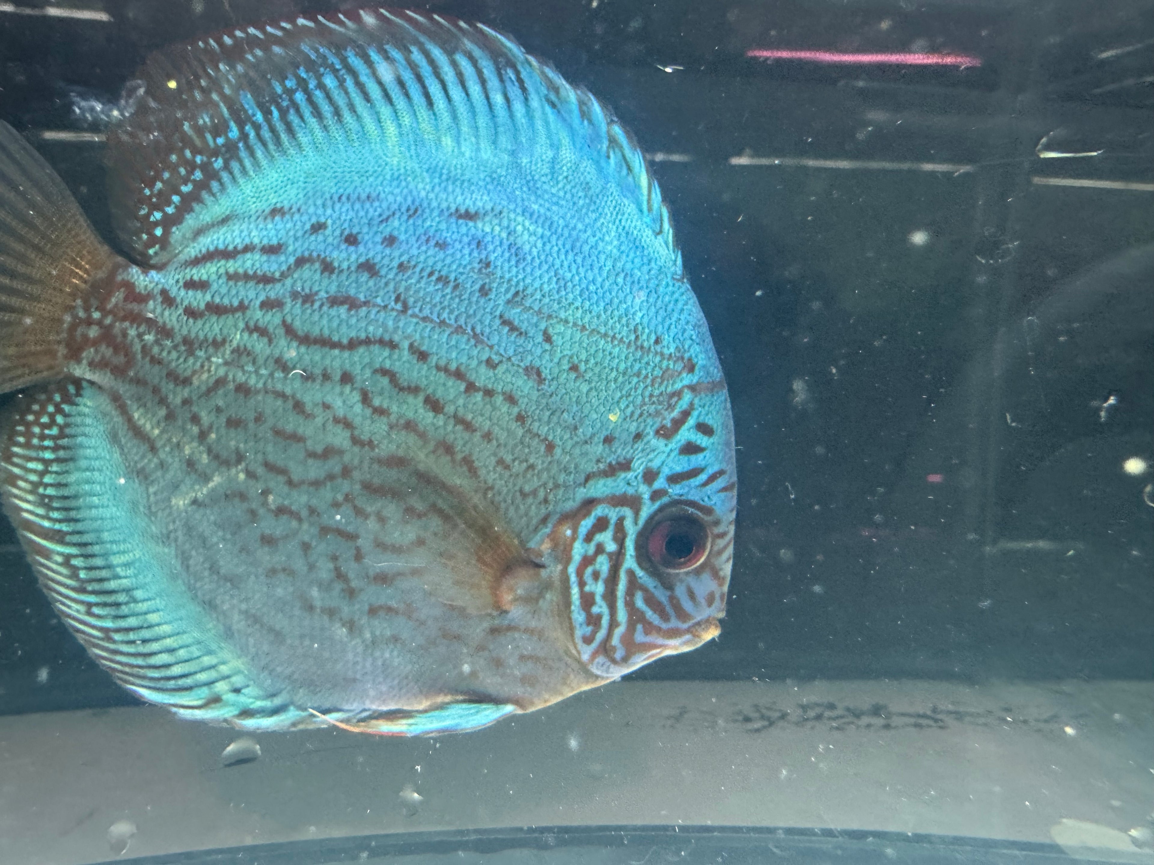 Cobalt Discus 4”-5”