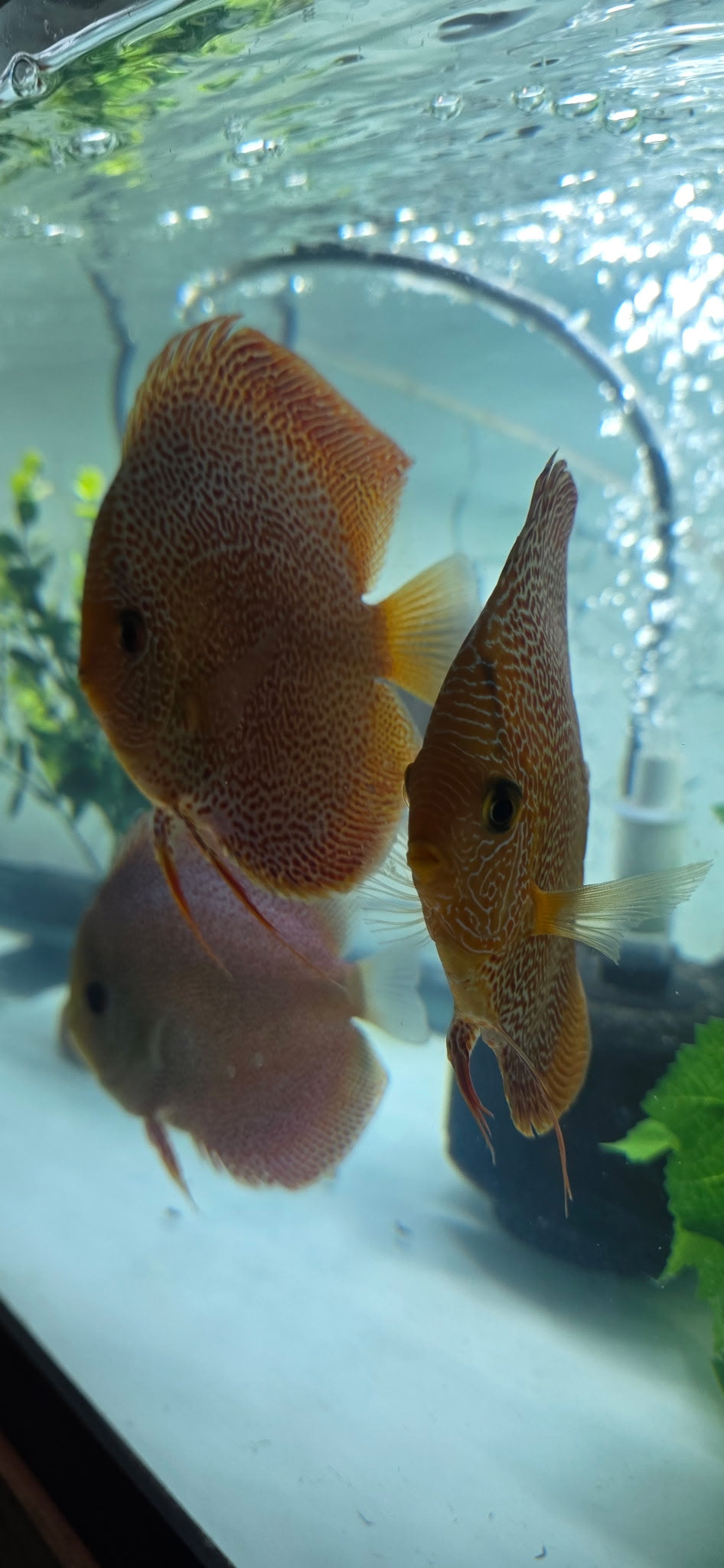 Super panthera eruption full cover proven breeders pair