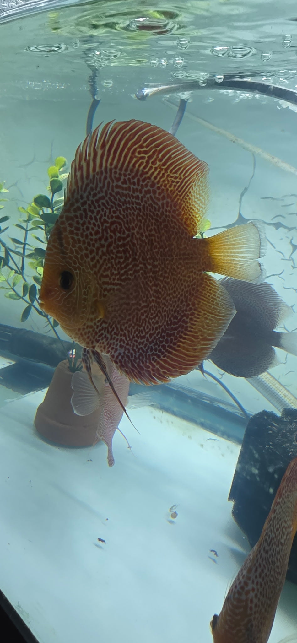 Super panthera eruption full cover proven breeders pair