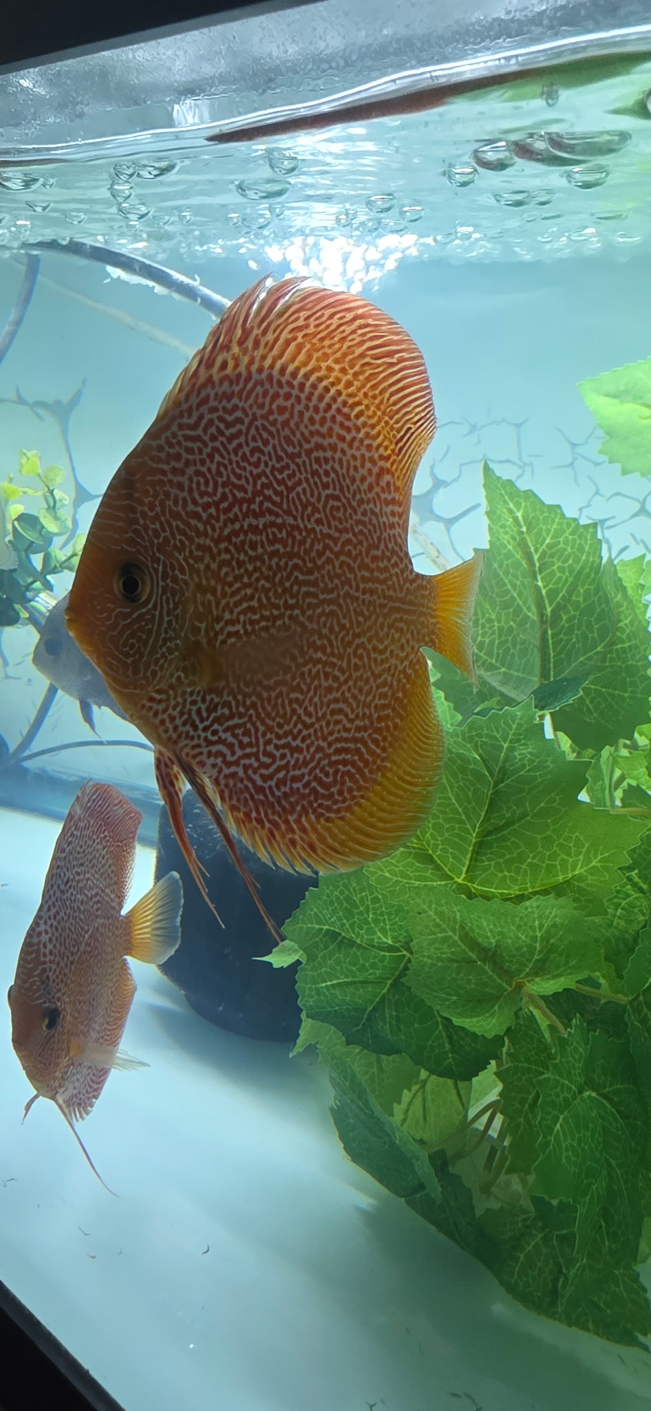 Super panthera eruption full cover proven breeders pair