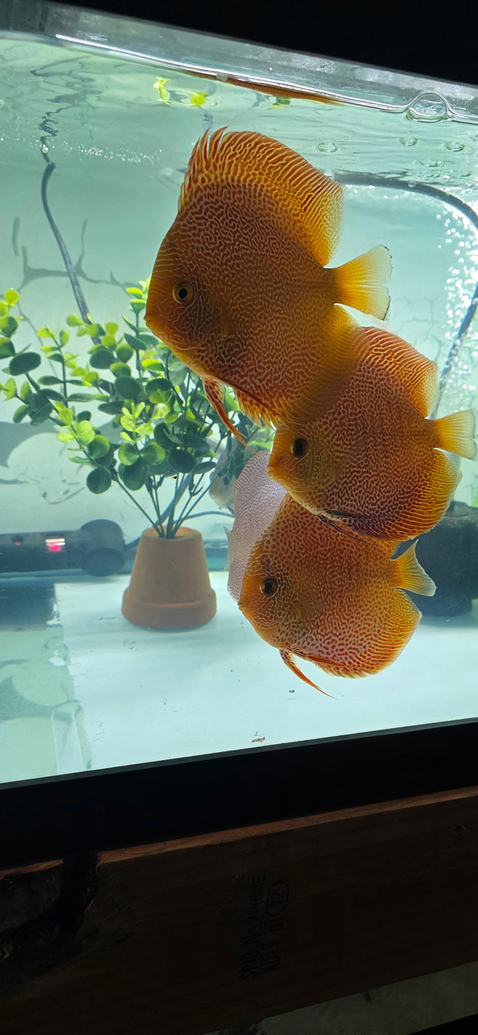 Super panthera eruption full cover proven breeders pair