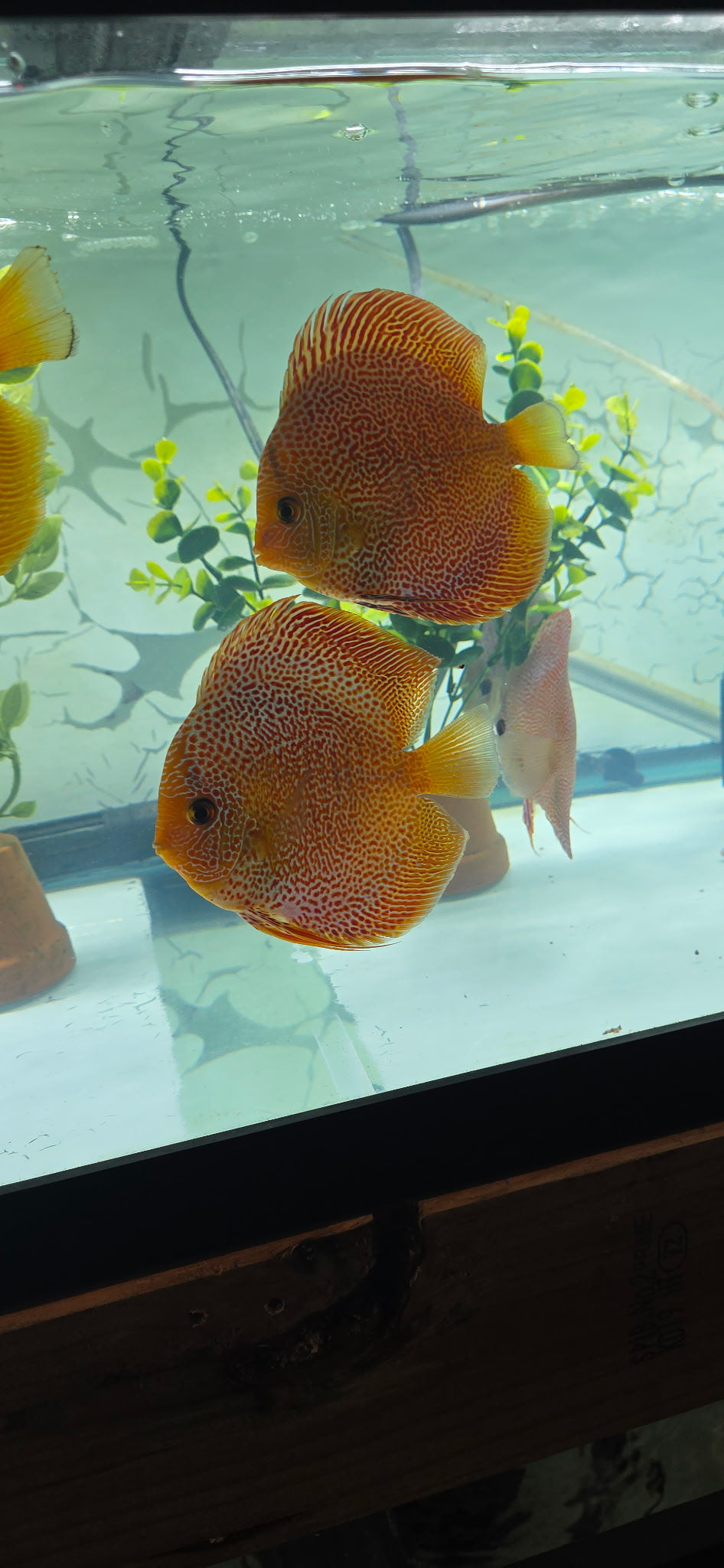 Super panthera eruption full cover proven breeders pair