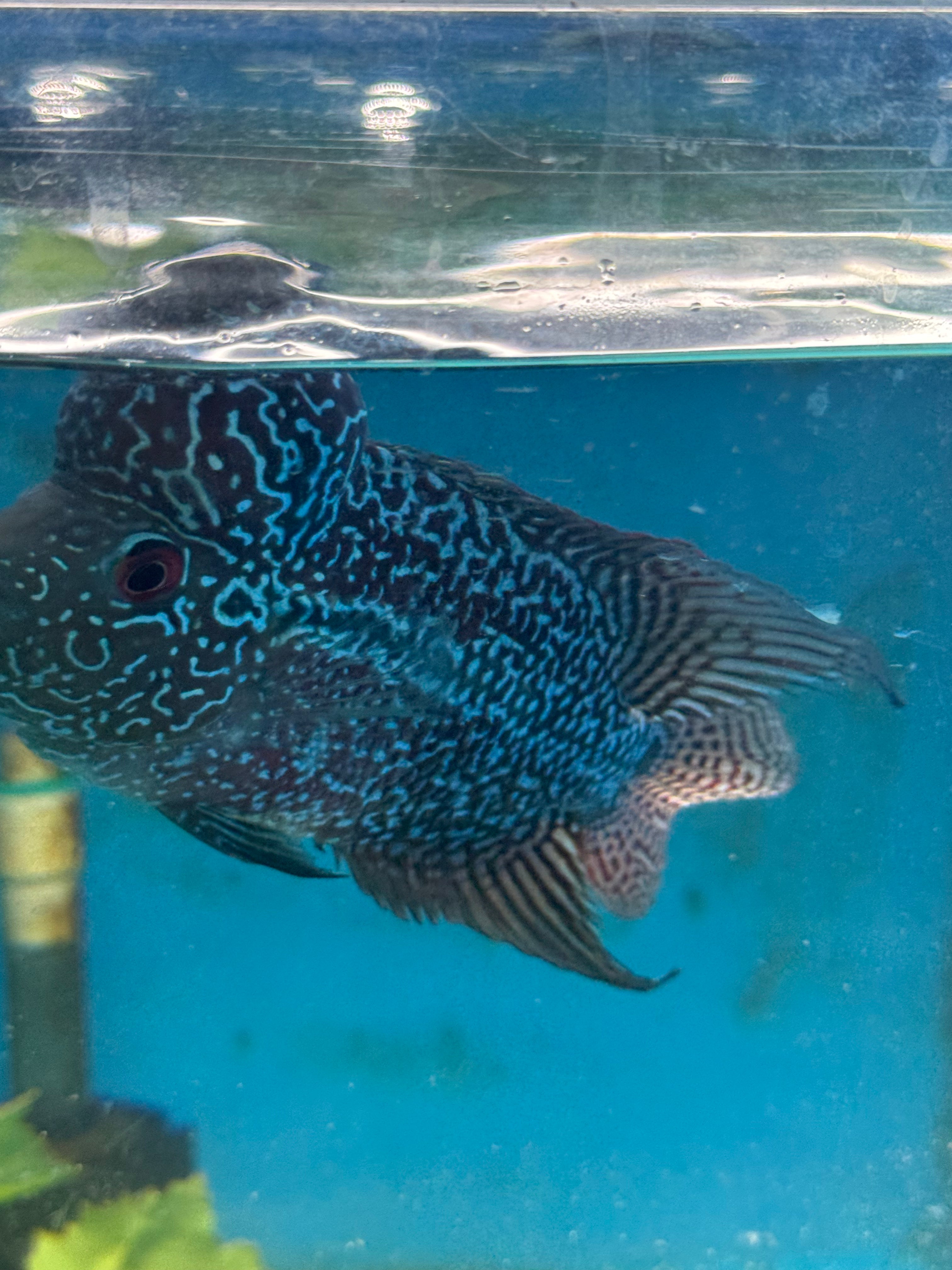 F1 Kamfa Flowerhorn