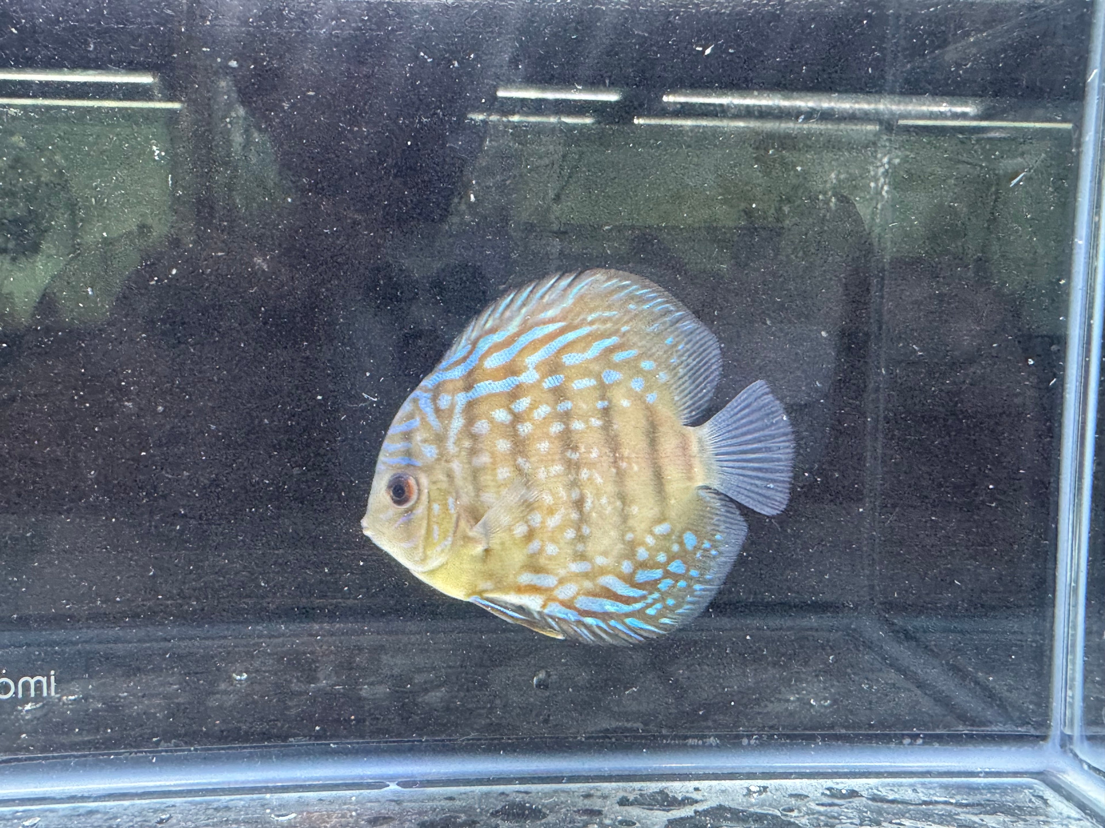 Leopard Heckel Discus