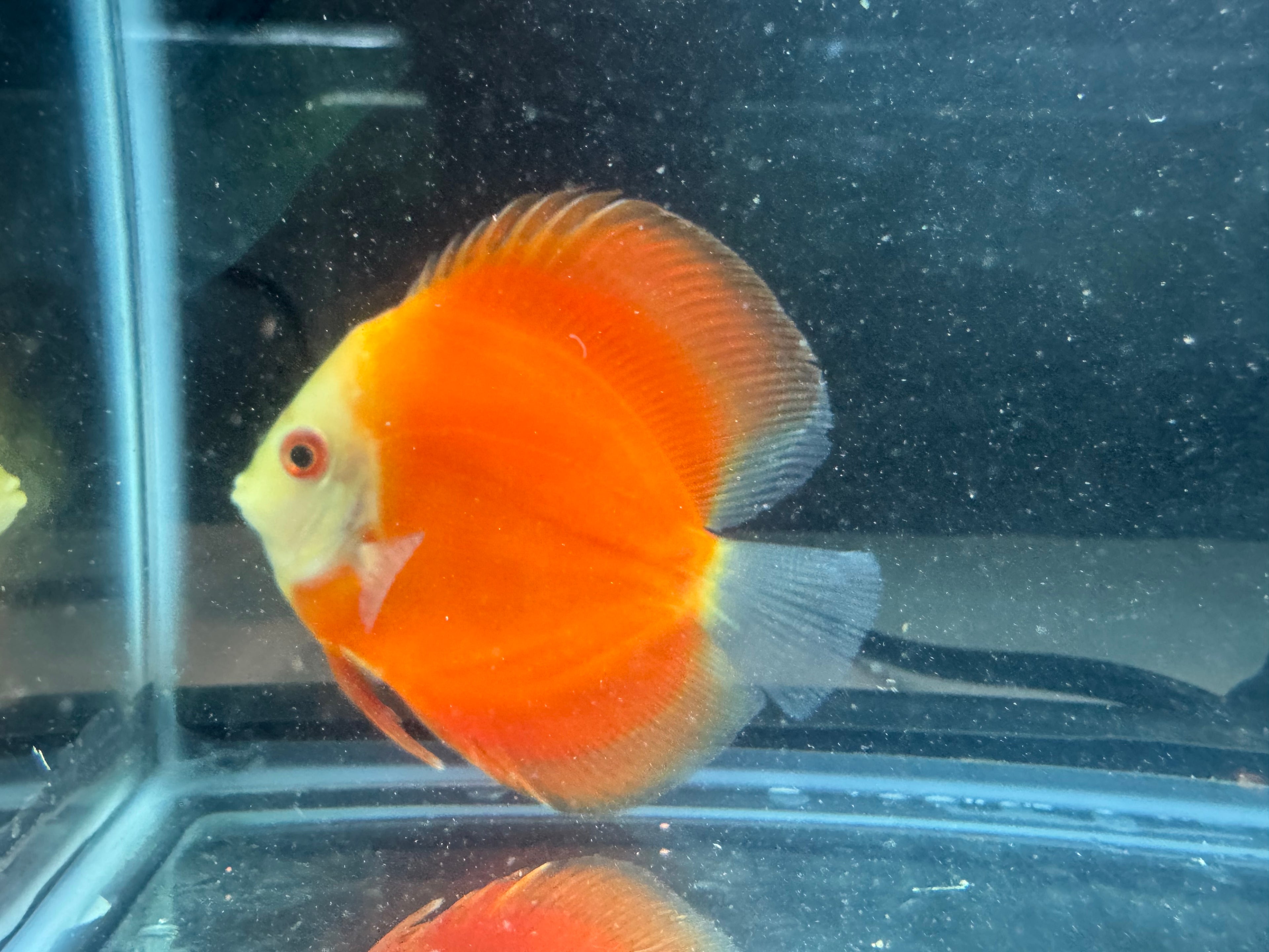 Orange Melon Discus