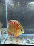 Red Turqoise Discus