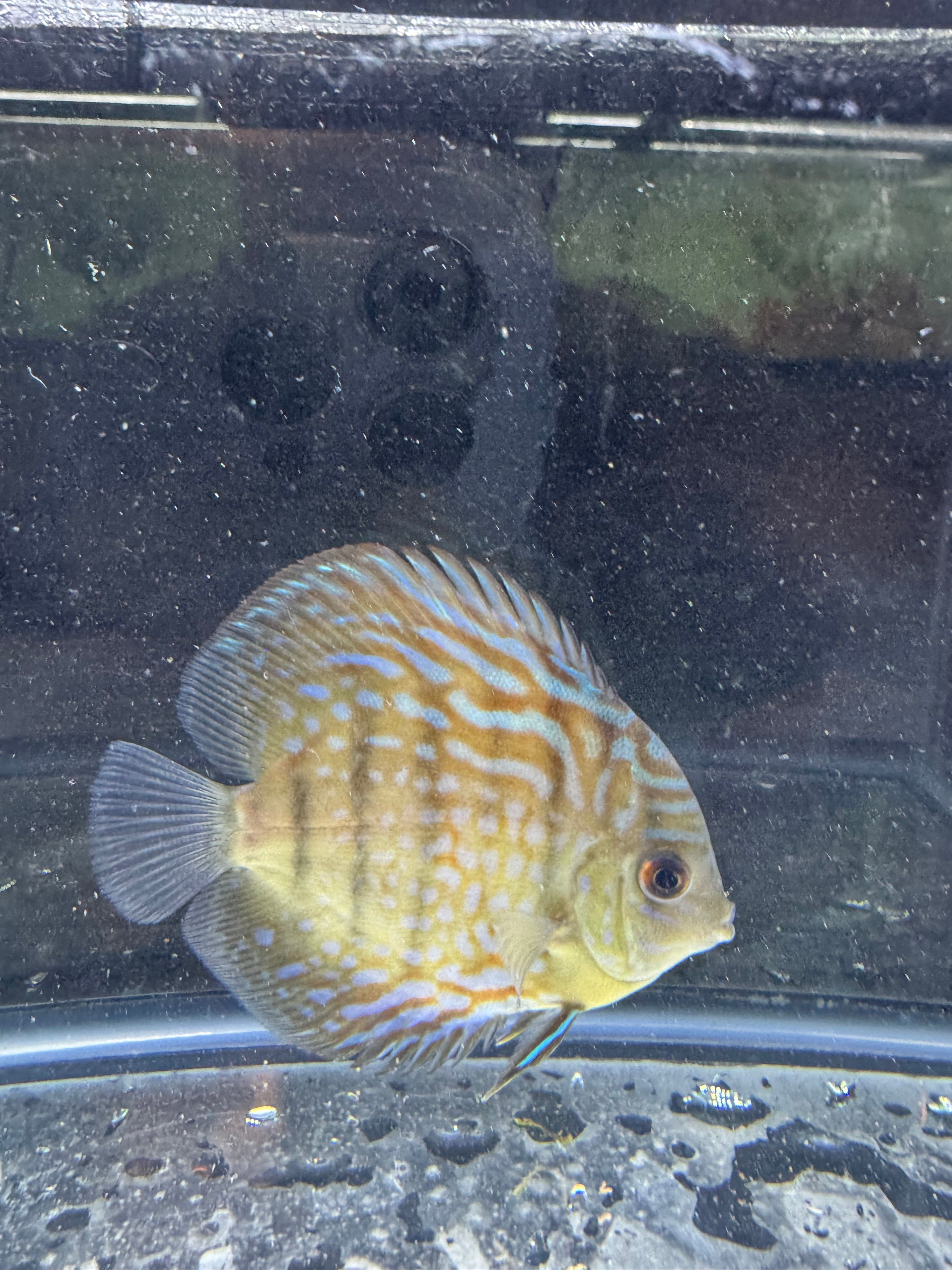 Heckel Cross Discus