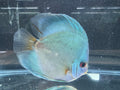 Blue Diamond Discus