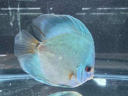 Blue Diamond Discus