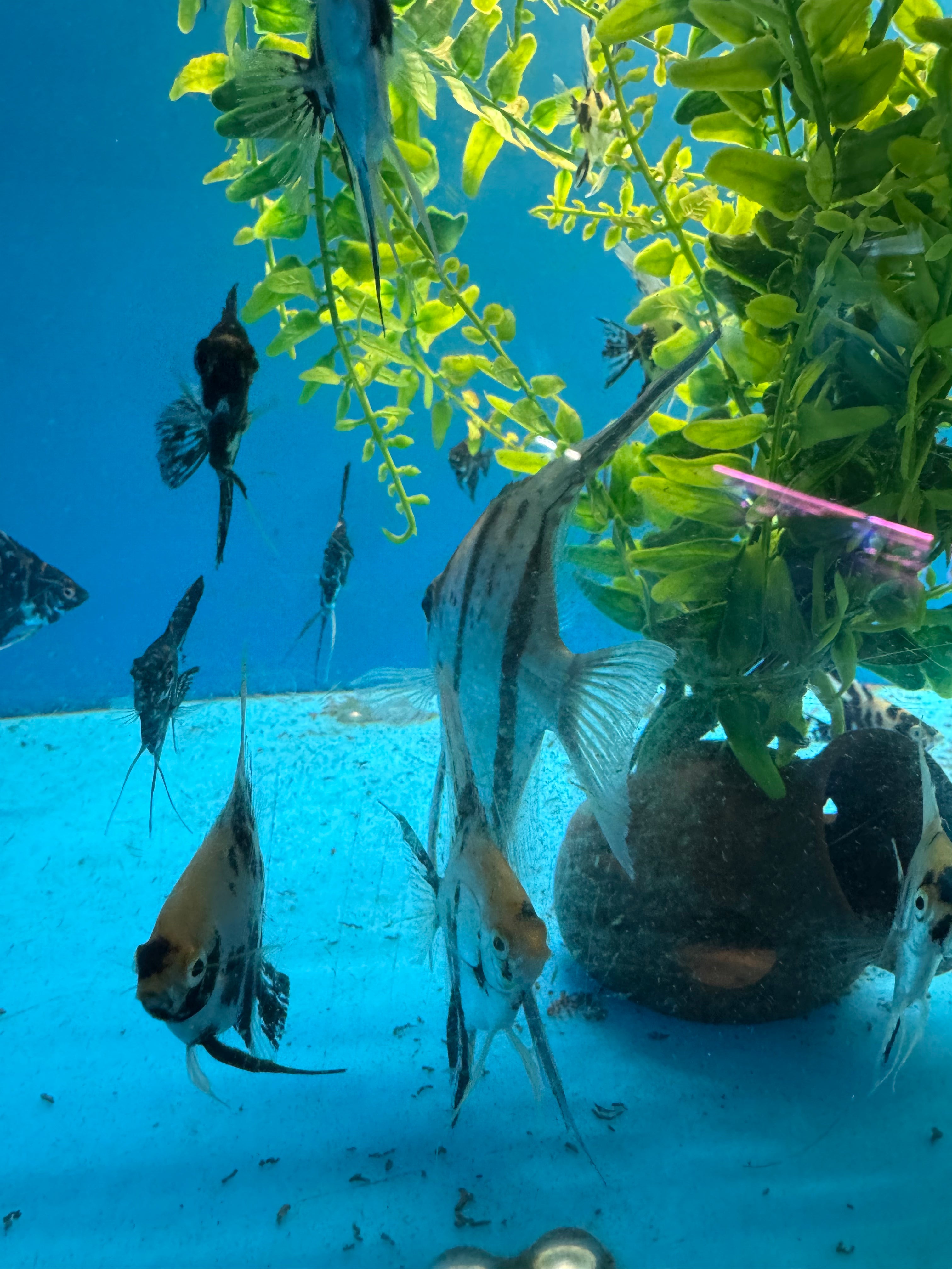 Mix of 10 Tri Color Marble Small Angelfish