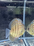 Heckel Cross Discus
