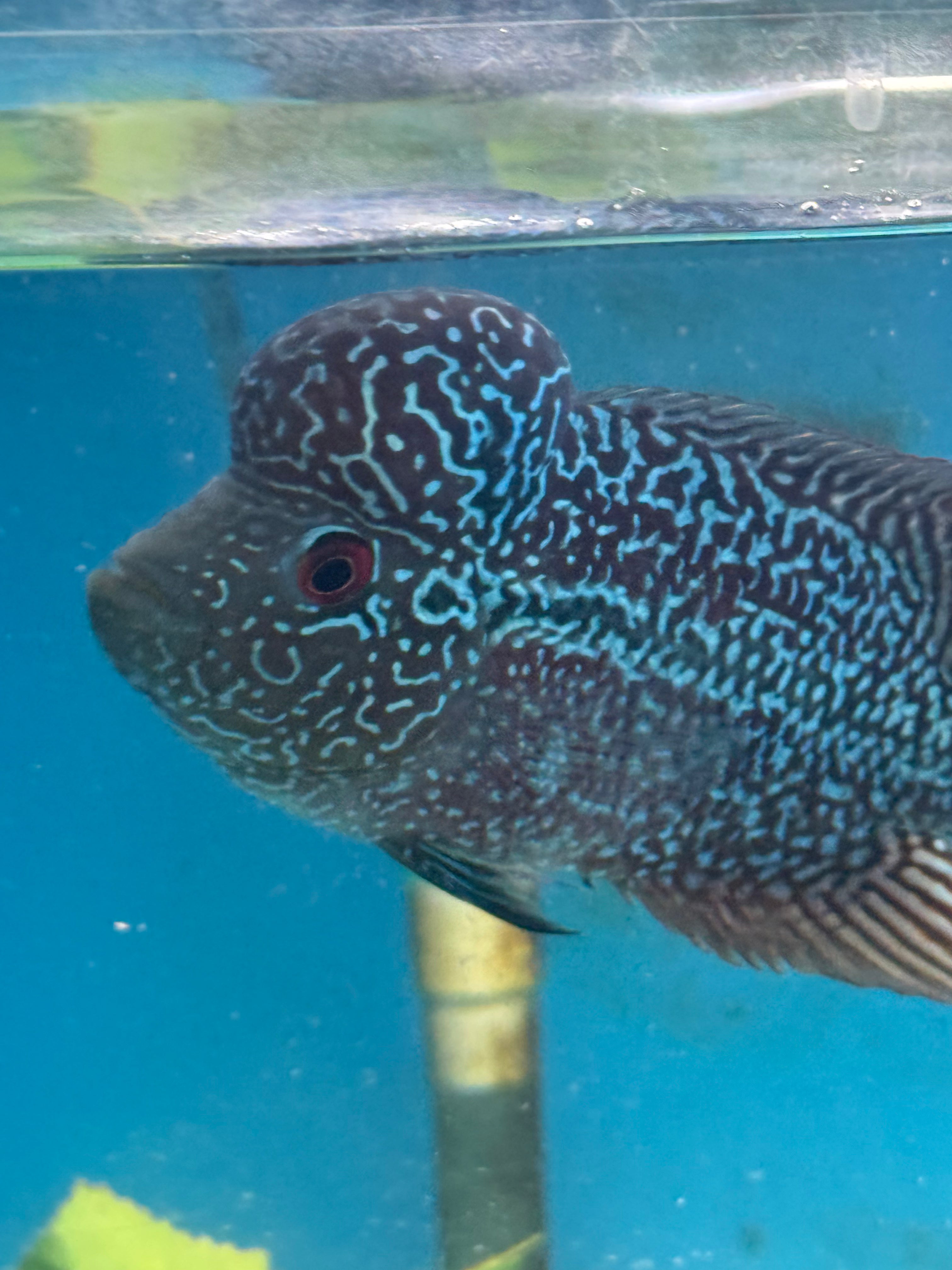 F1 Kamfa Flowerhorn