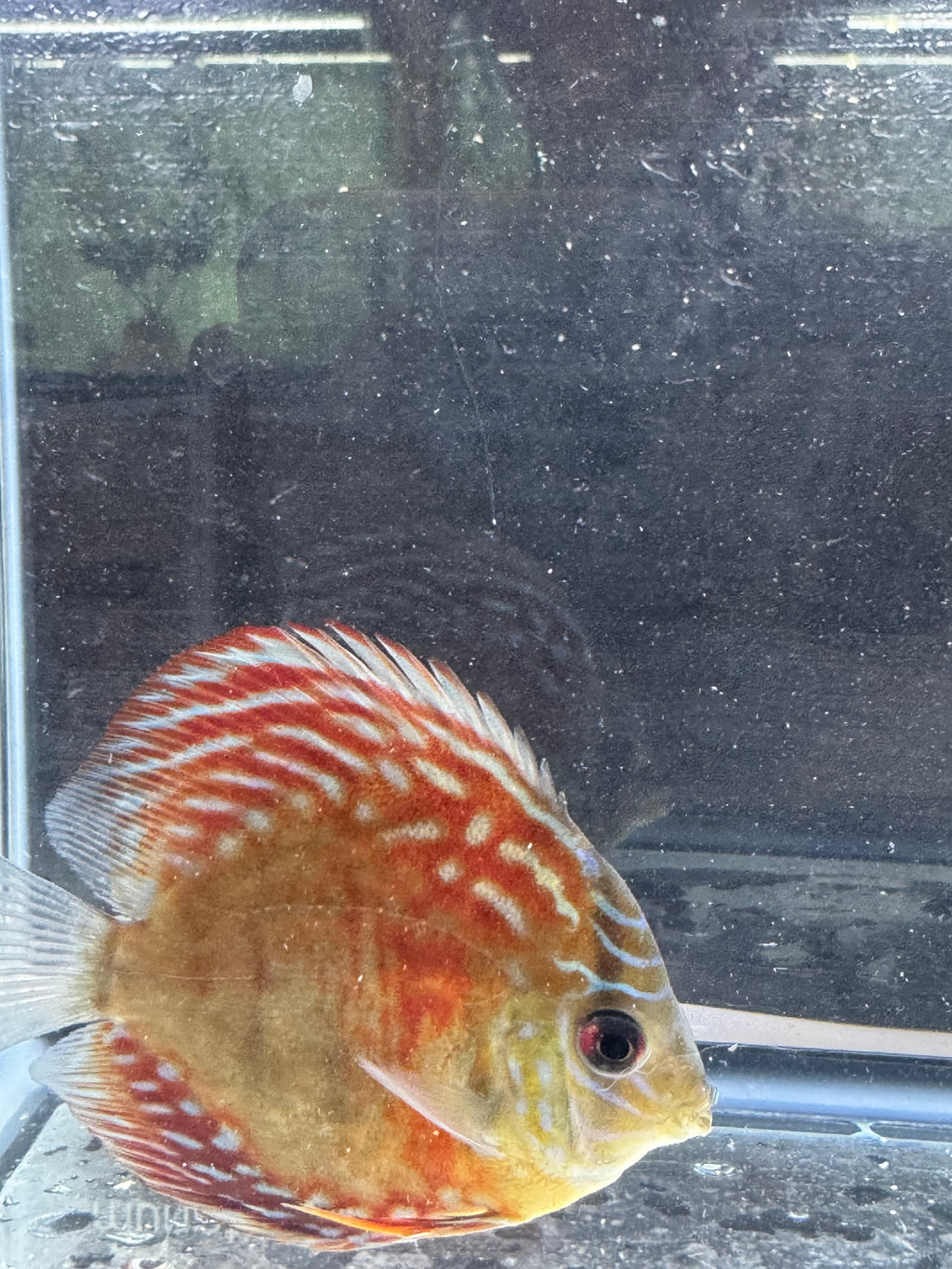 Red Turqoise Discus