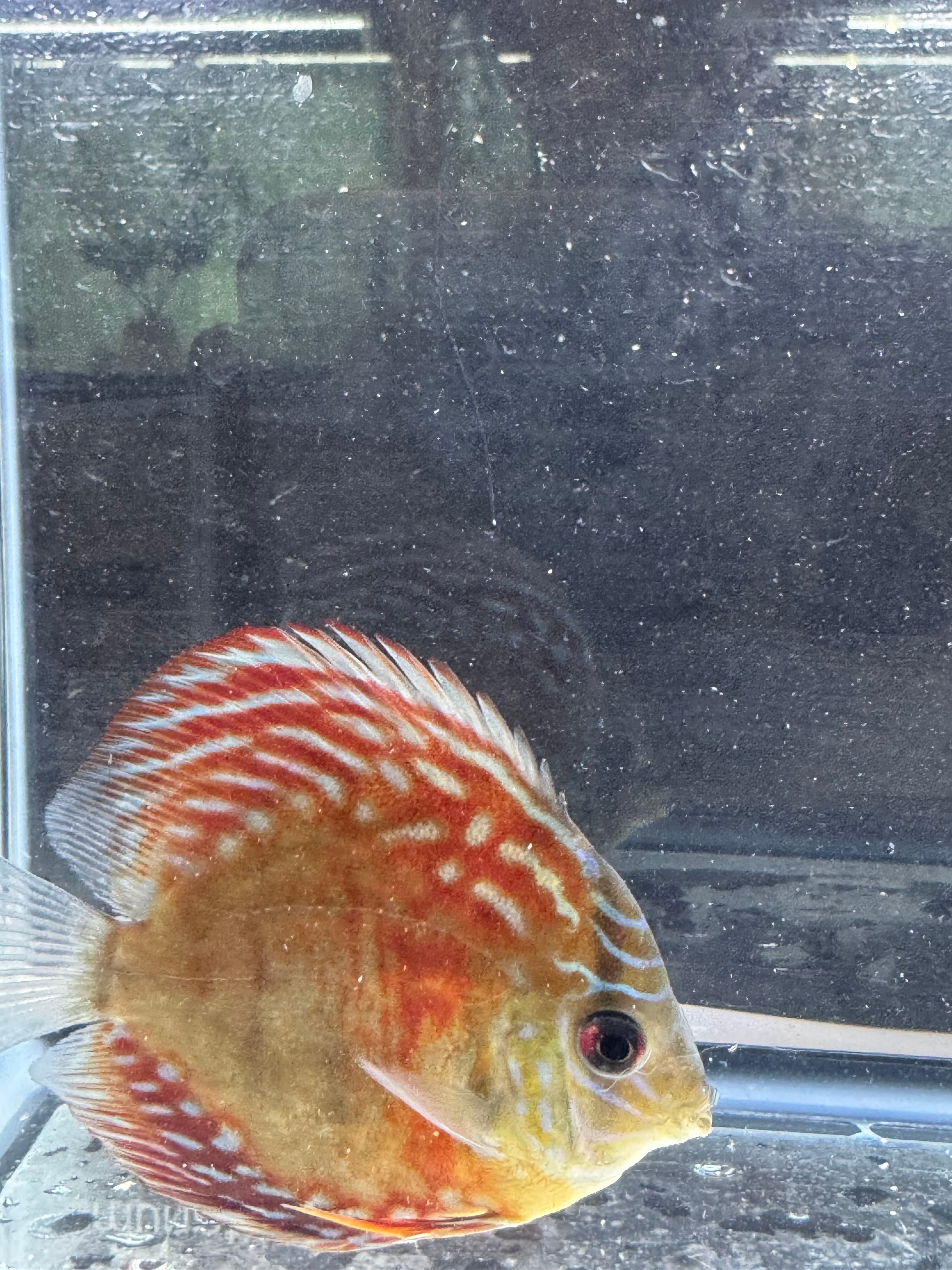 Red Turqoise Discus