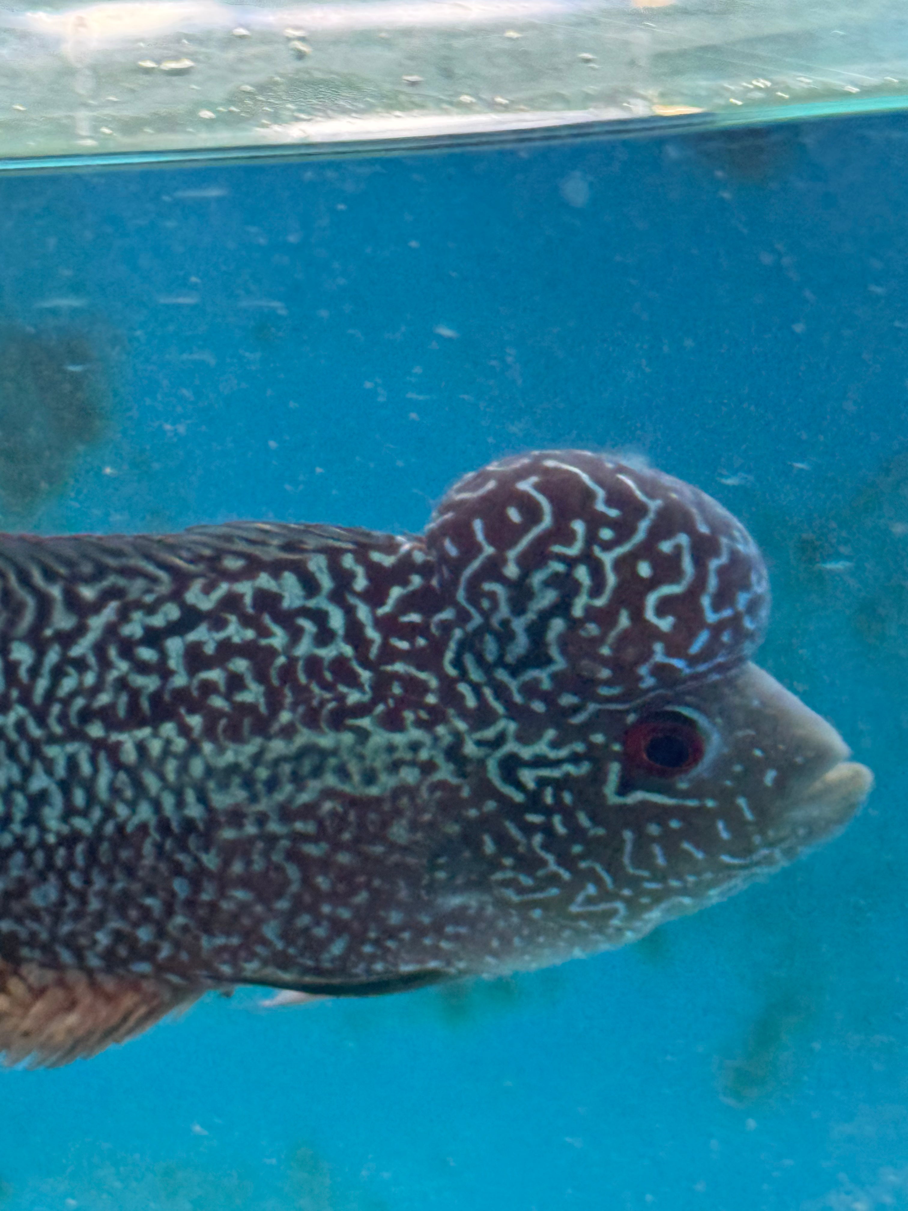 F1 Kamfa Flowerhorn