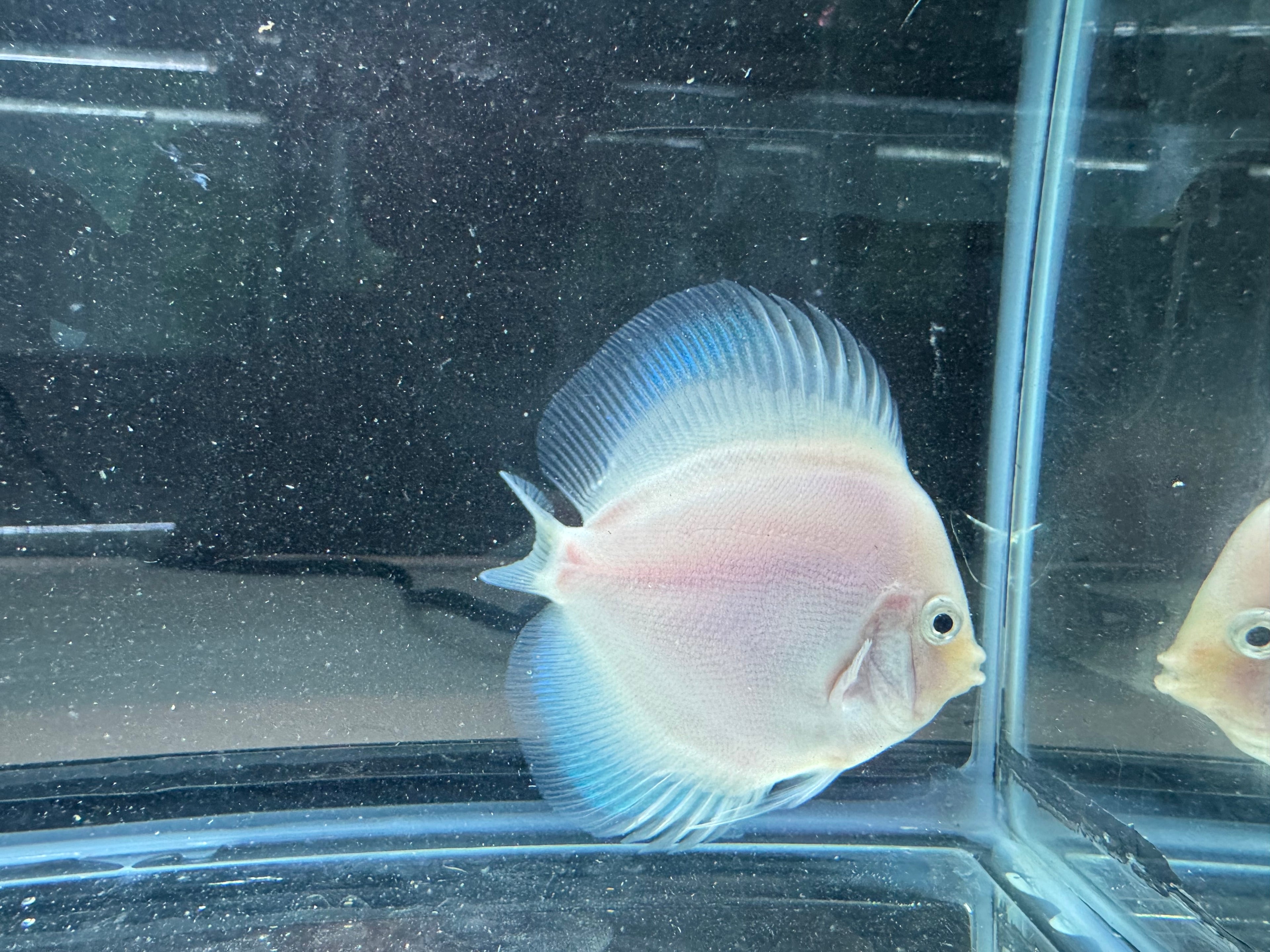 Snow White Discus Fish