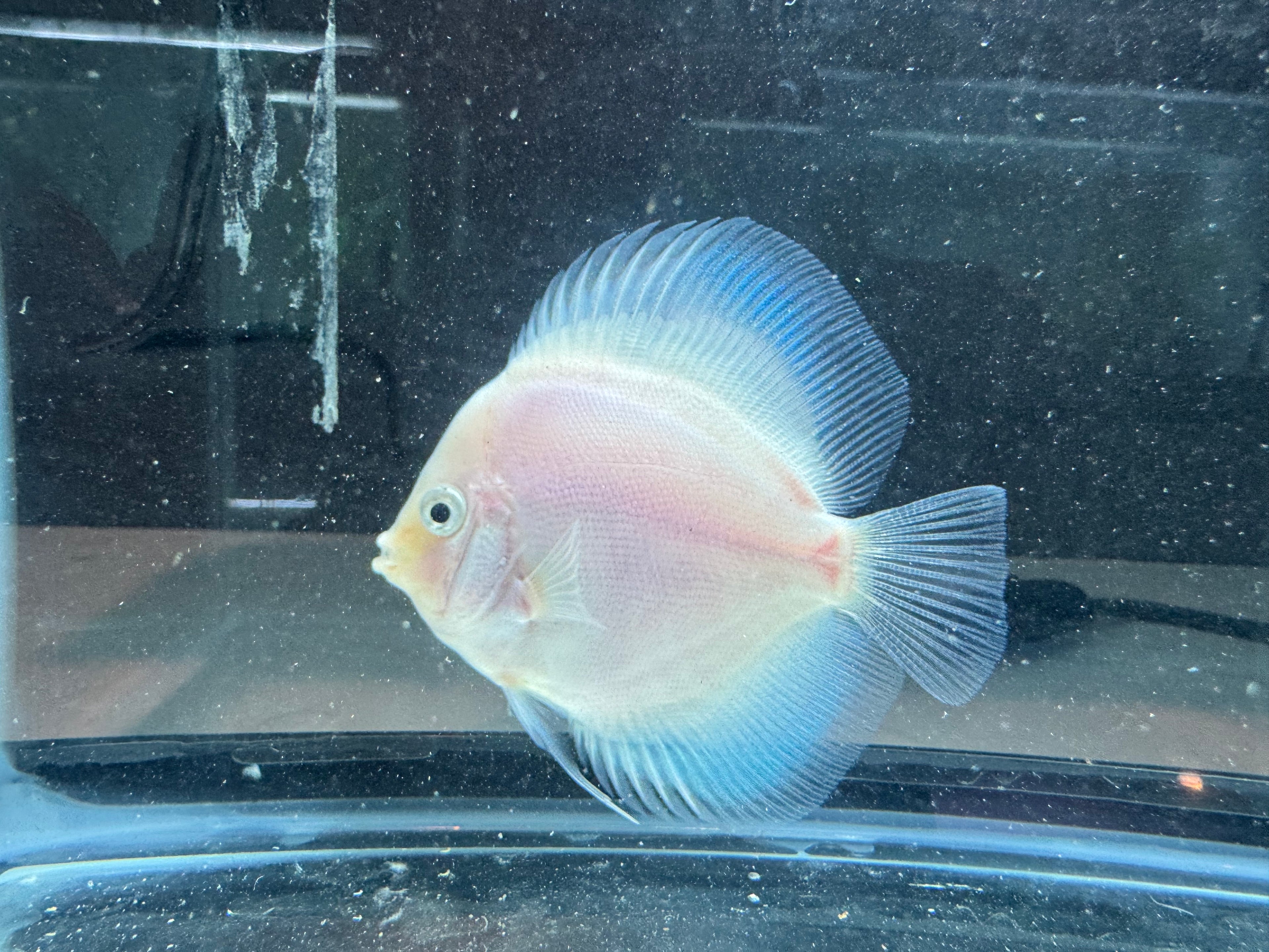 Snow White Discus Fish
