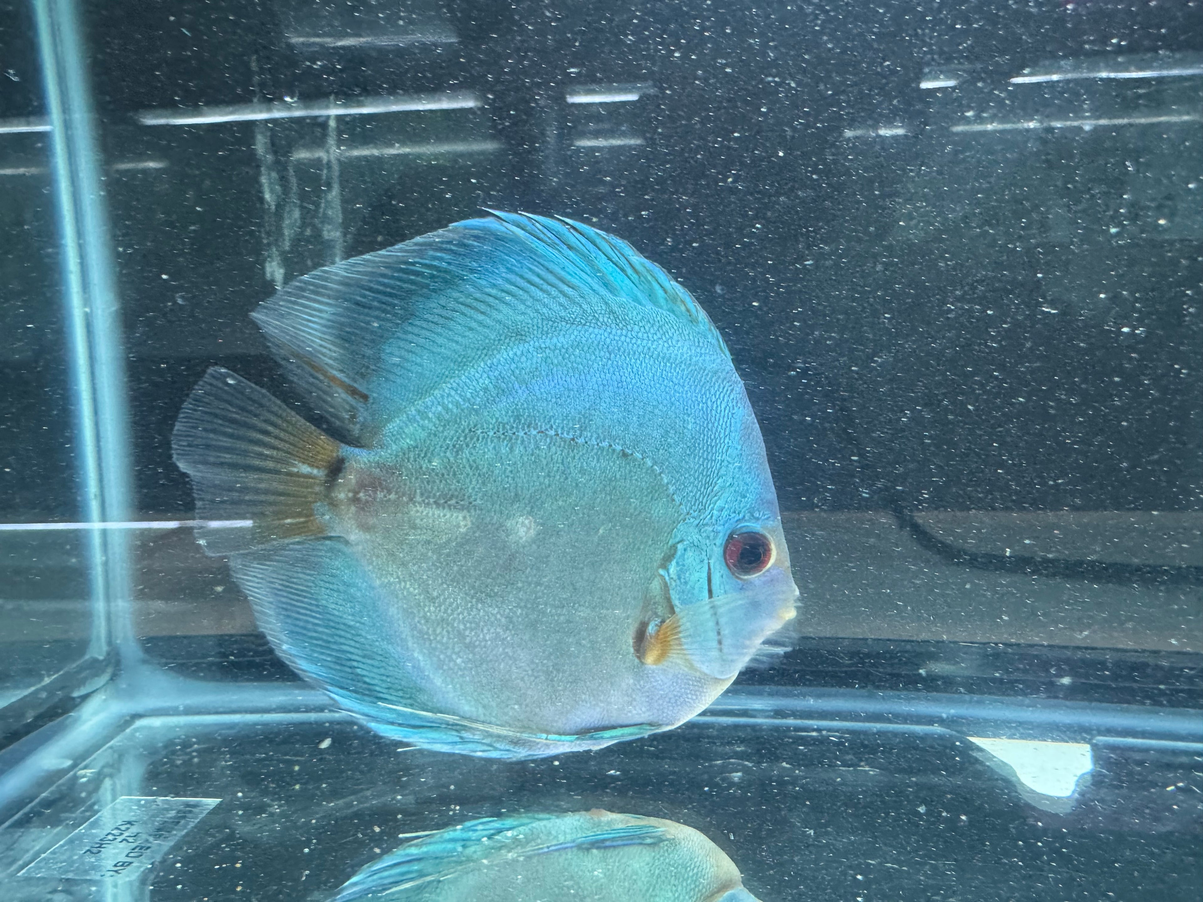 Blue Diamond Discus