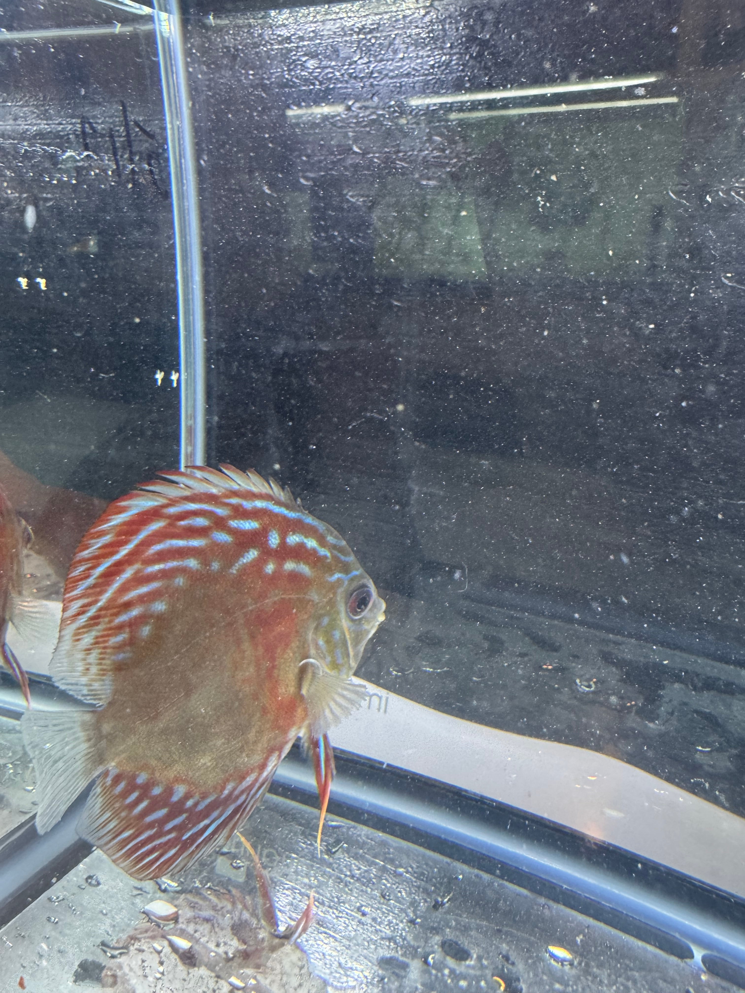 Red Turqoise Discus