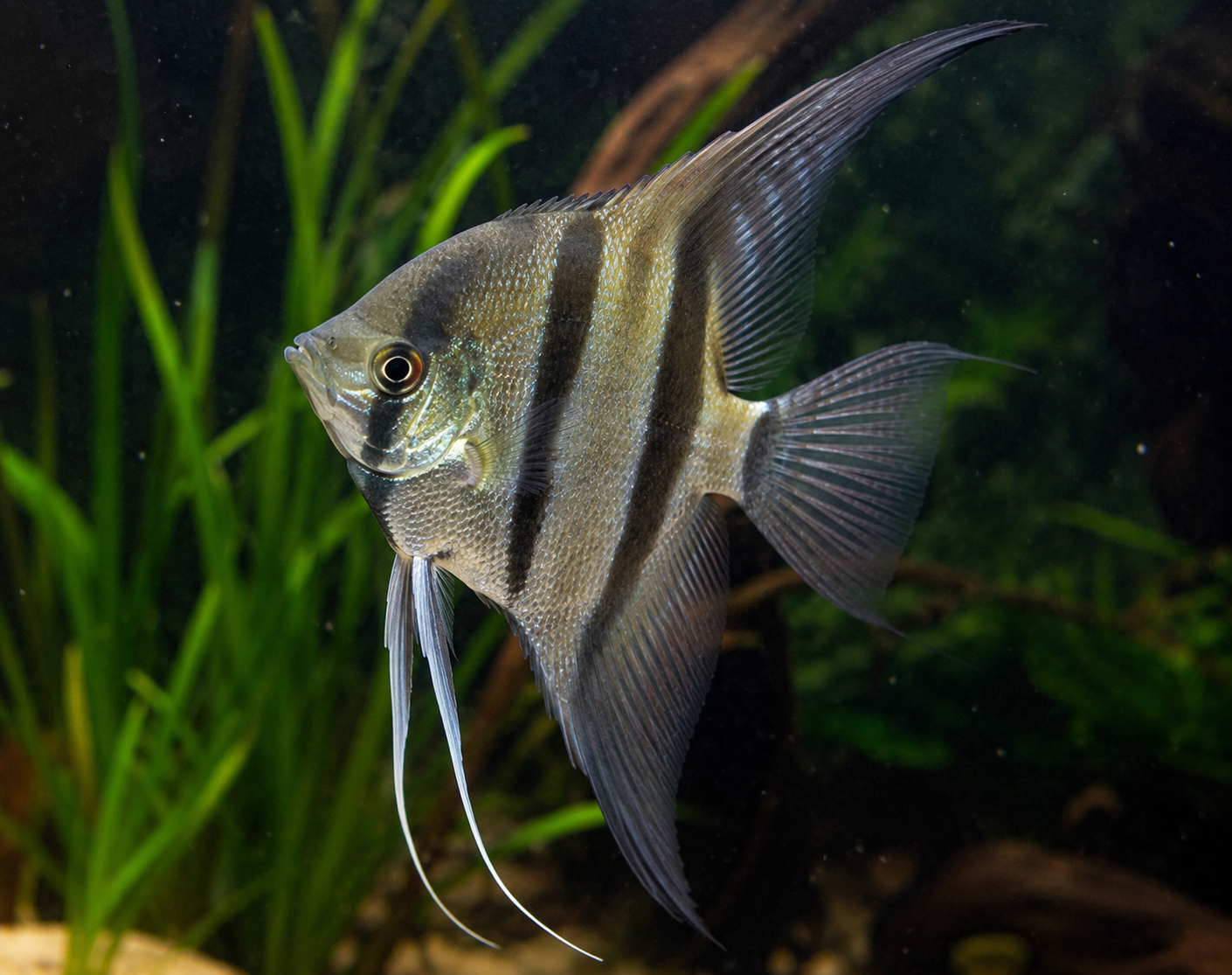 True Rio Nanay Angelfish