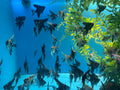 Mix of 10 Tri Color Marble Small Angelfish