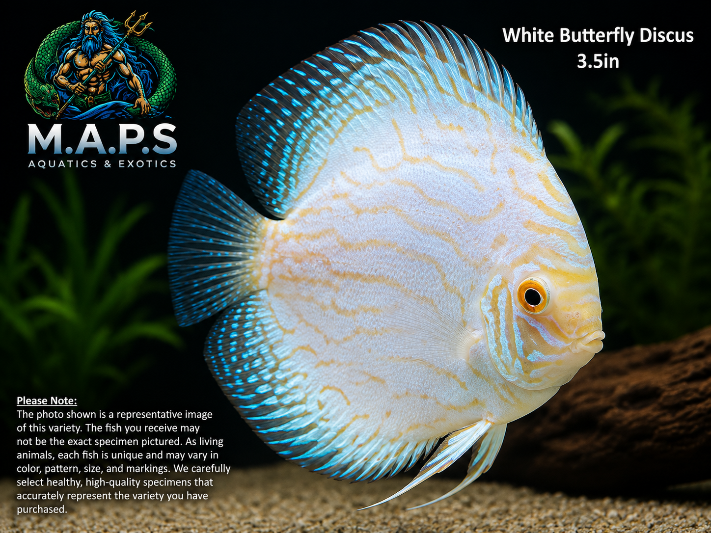 White Butterfly Discus