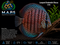 Leopard Snakeskin Discus