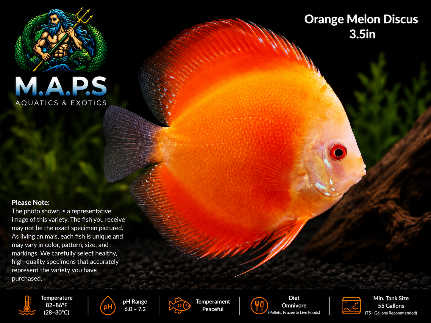 Orange Melon Discus