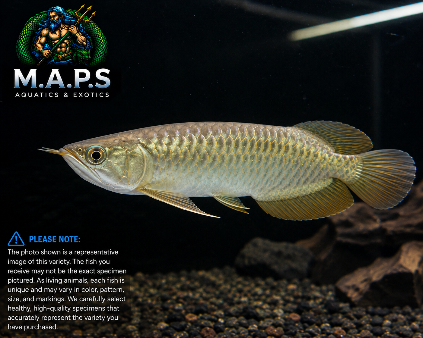 AROWANA-JARDINI 4-5"