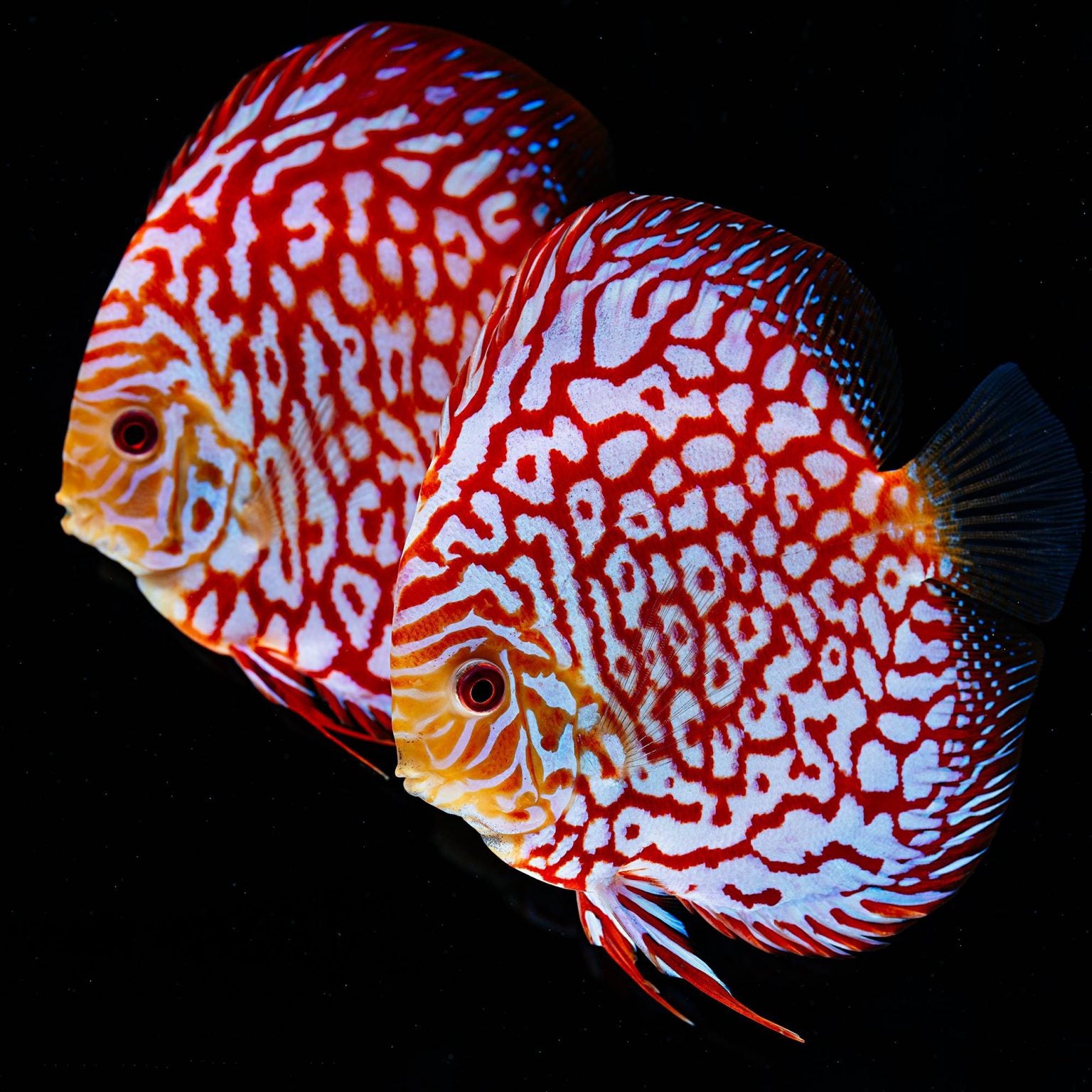 Checkerboard Pigeon Discus