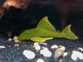 PLECO-L200 (GREEN PHANTOM)