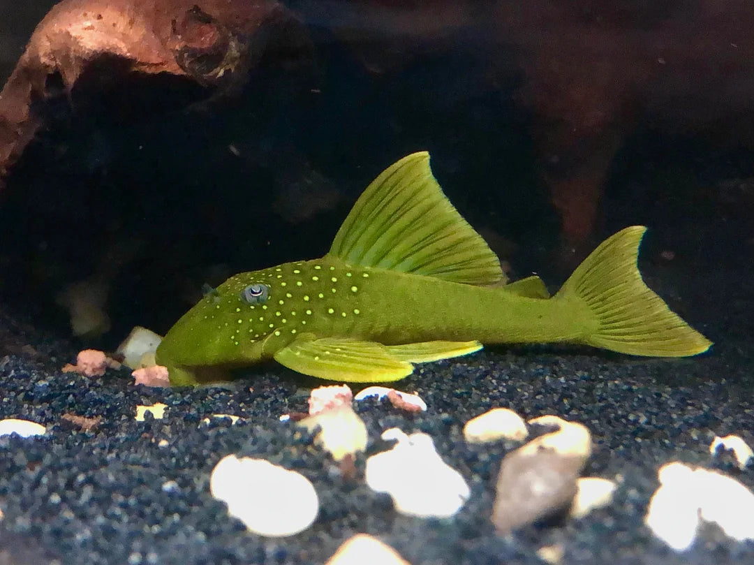 PLECO-L200 (GREEN PHANTOM)