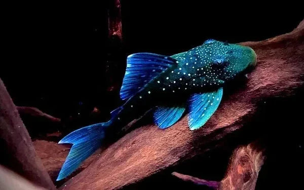 PLECO-L128 (BLUE PHANTOM)