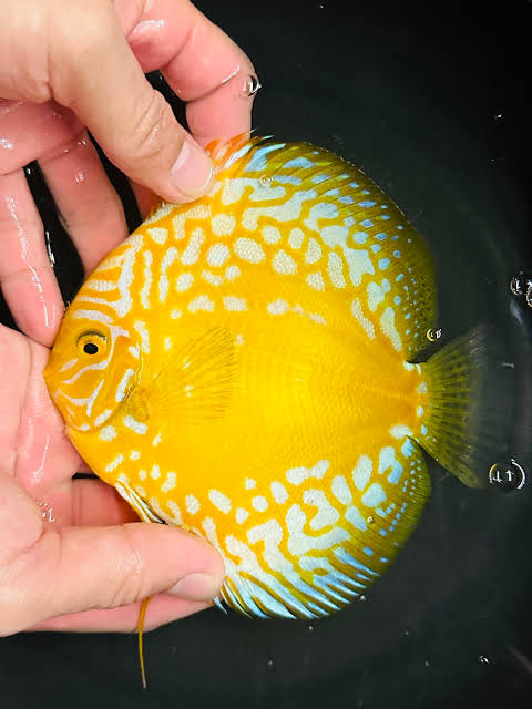 Golden rafflesia Discus