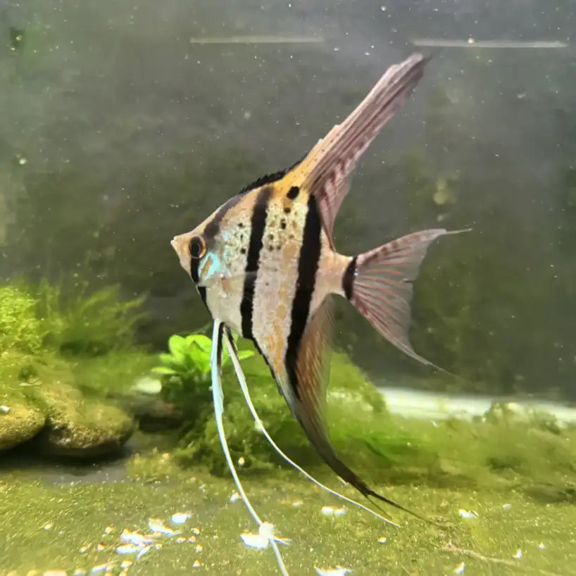 True Rio Nanay Angelfish