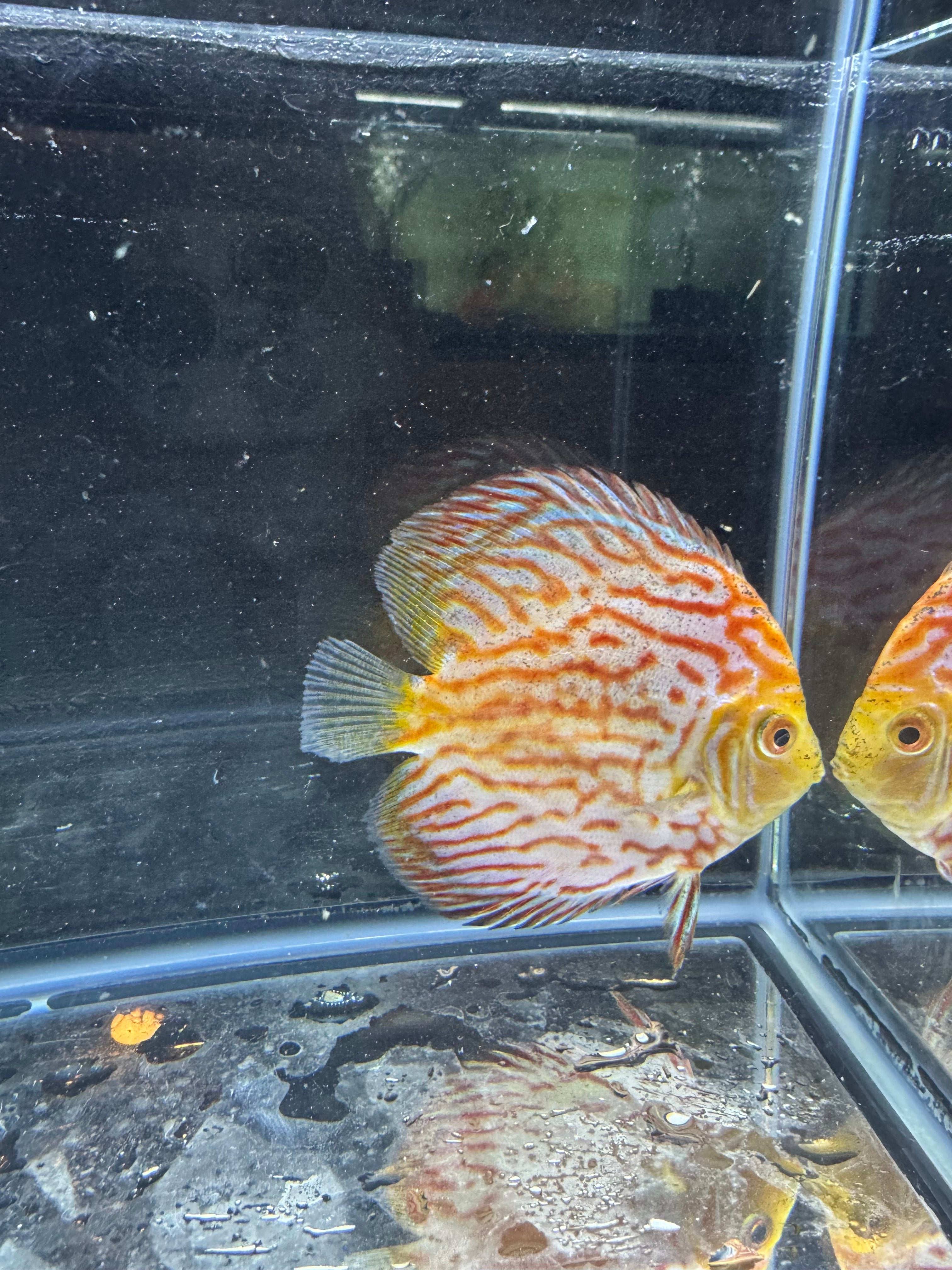 Pigeon blood discus