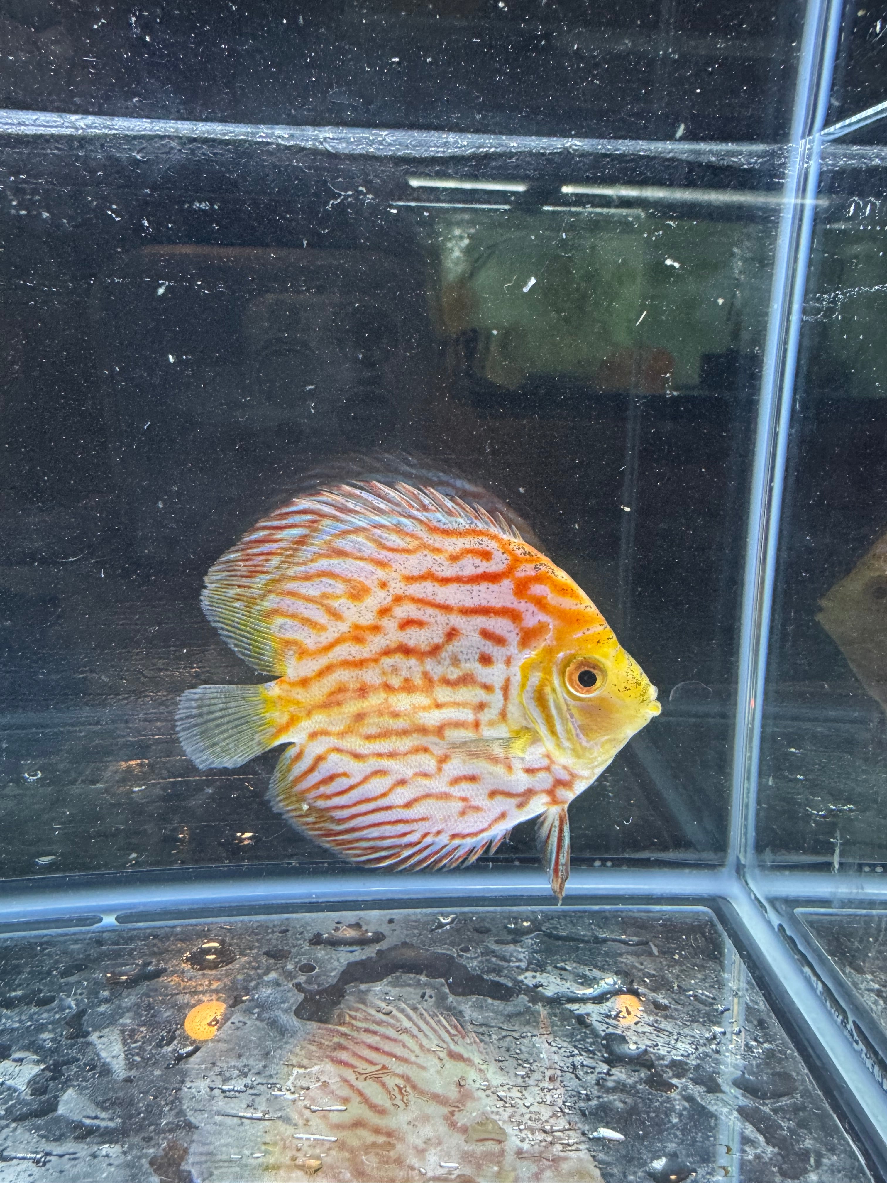 Pigeon blood discus
