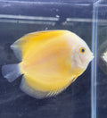 Yellow Melon Discus