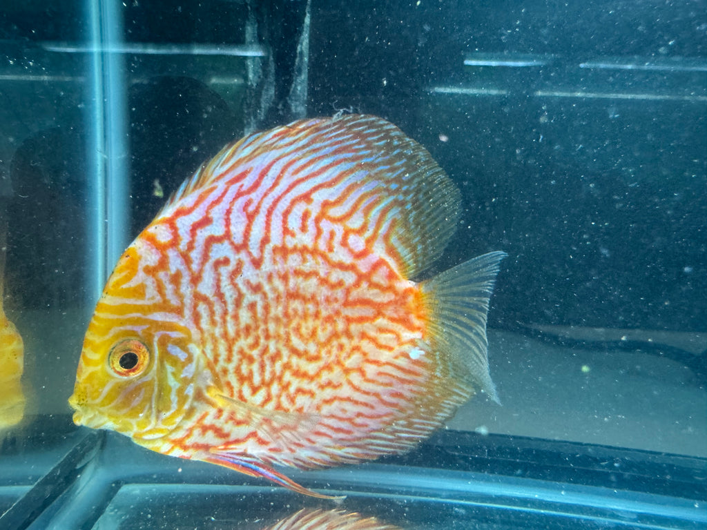 Pigeon blood discus
