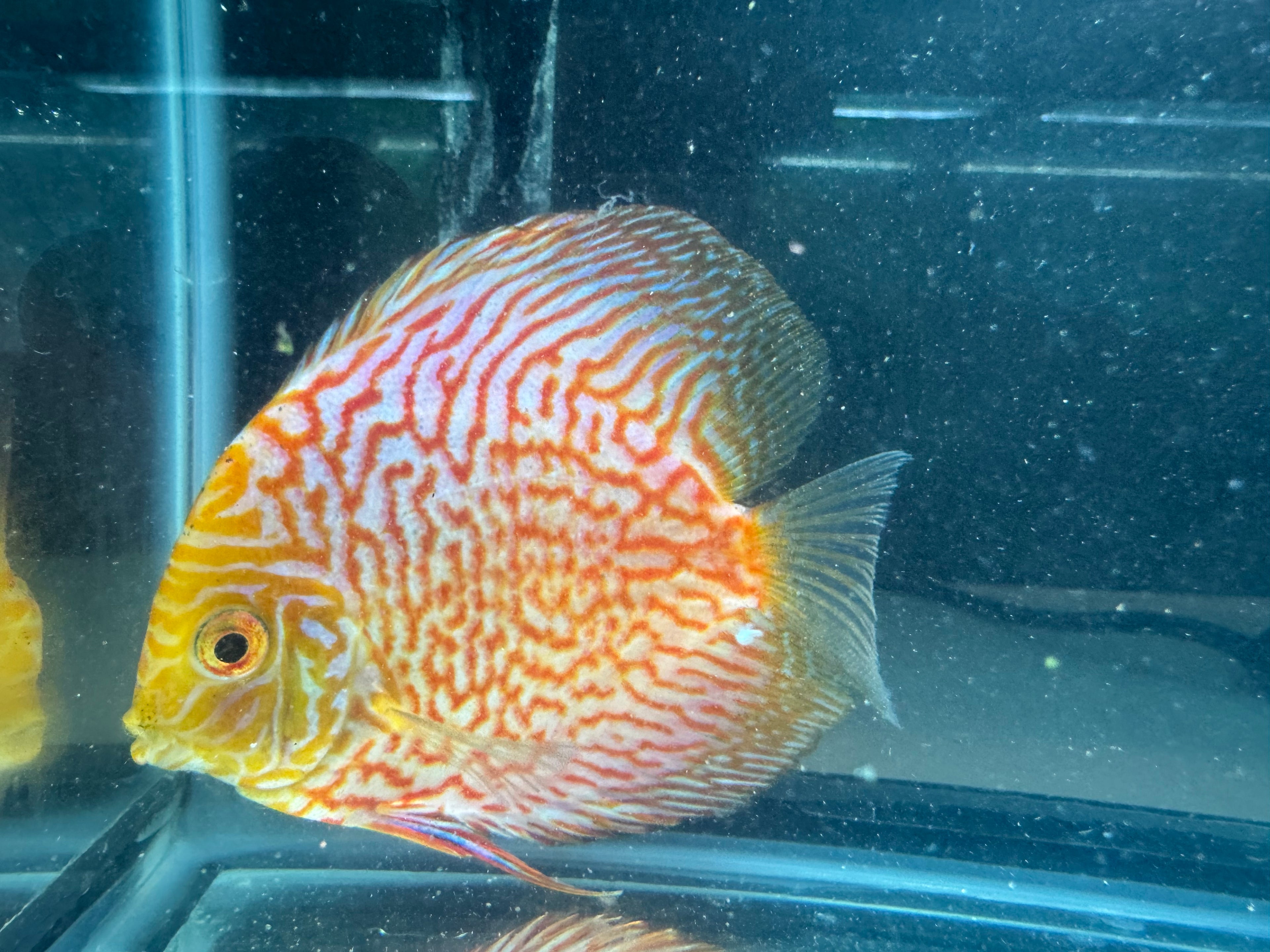 Pigeon blood discus