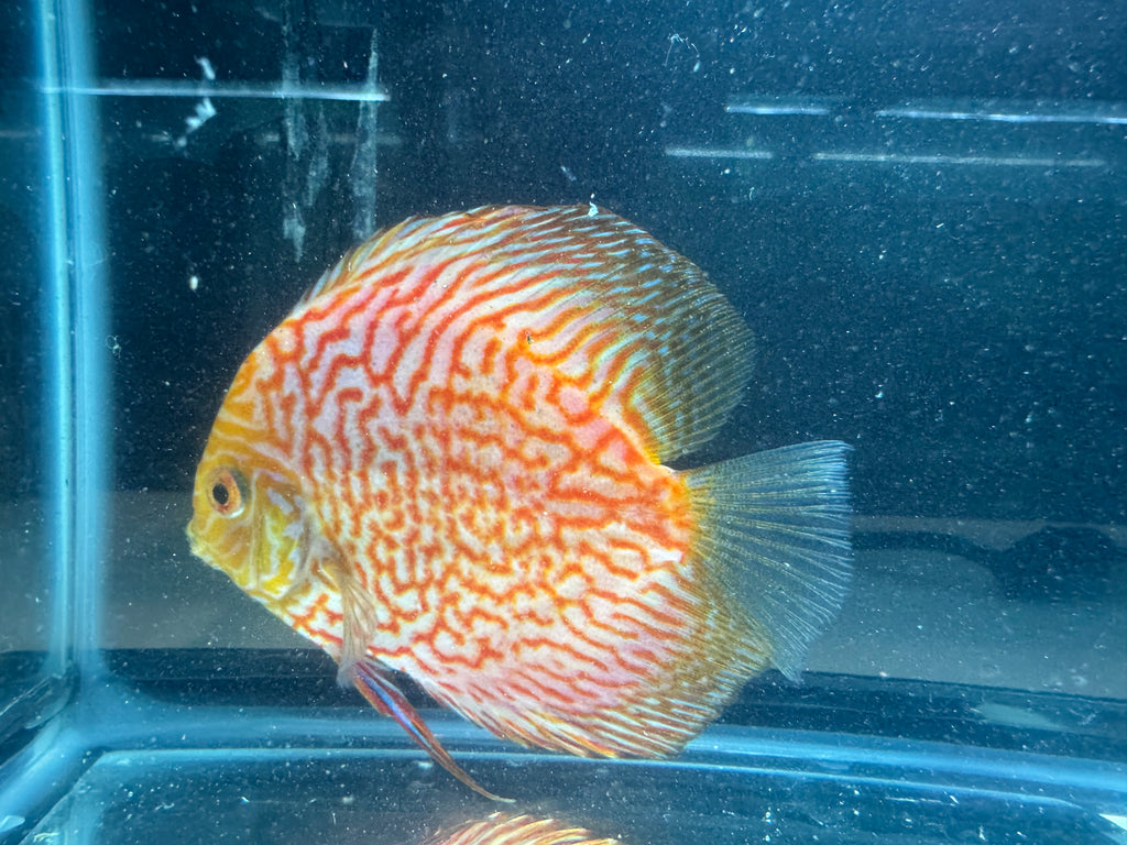 Pigeon blood discus