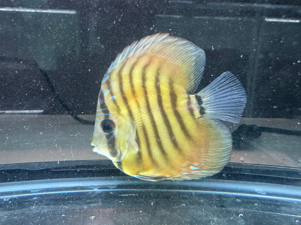 High body wild browns