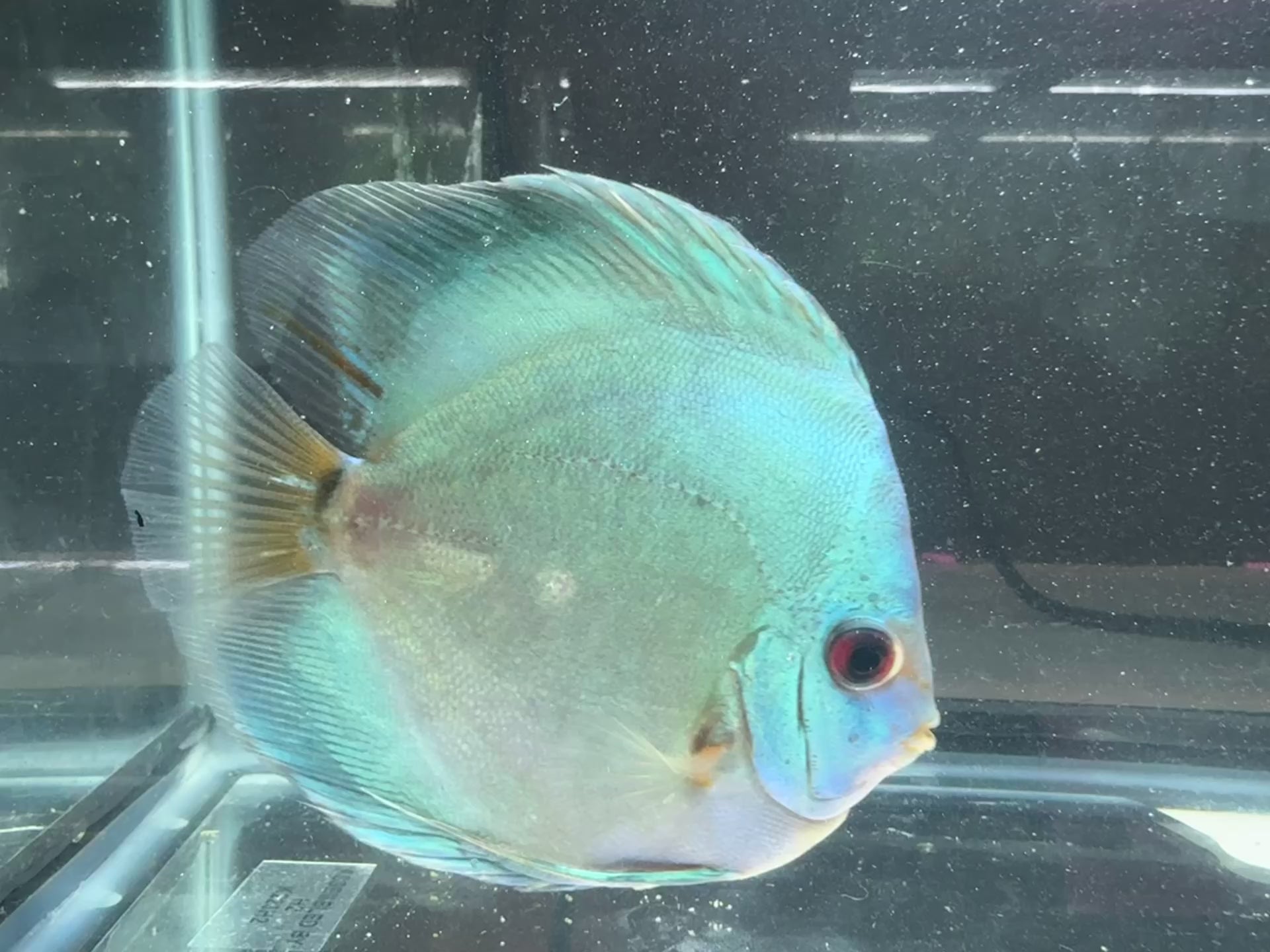 Blue Diamond Discus