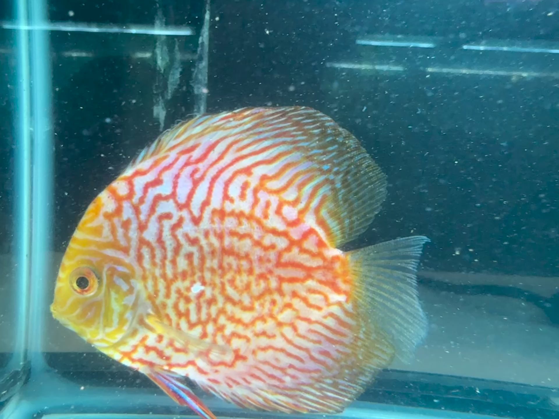 Pigeon blood discus
