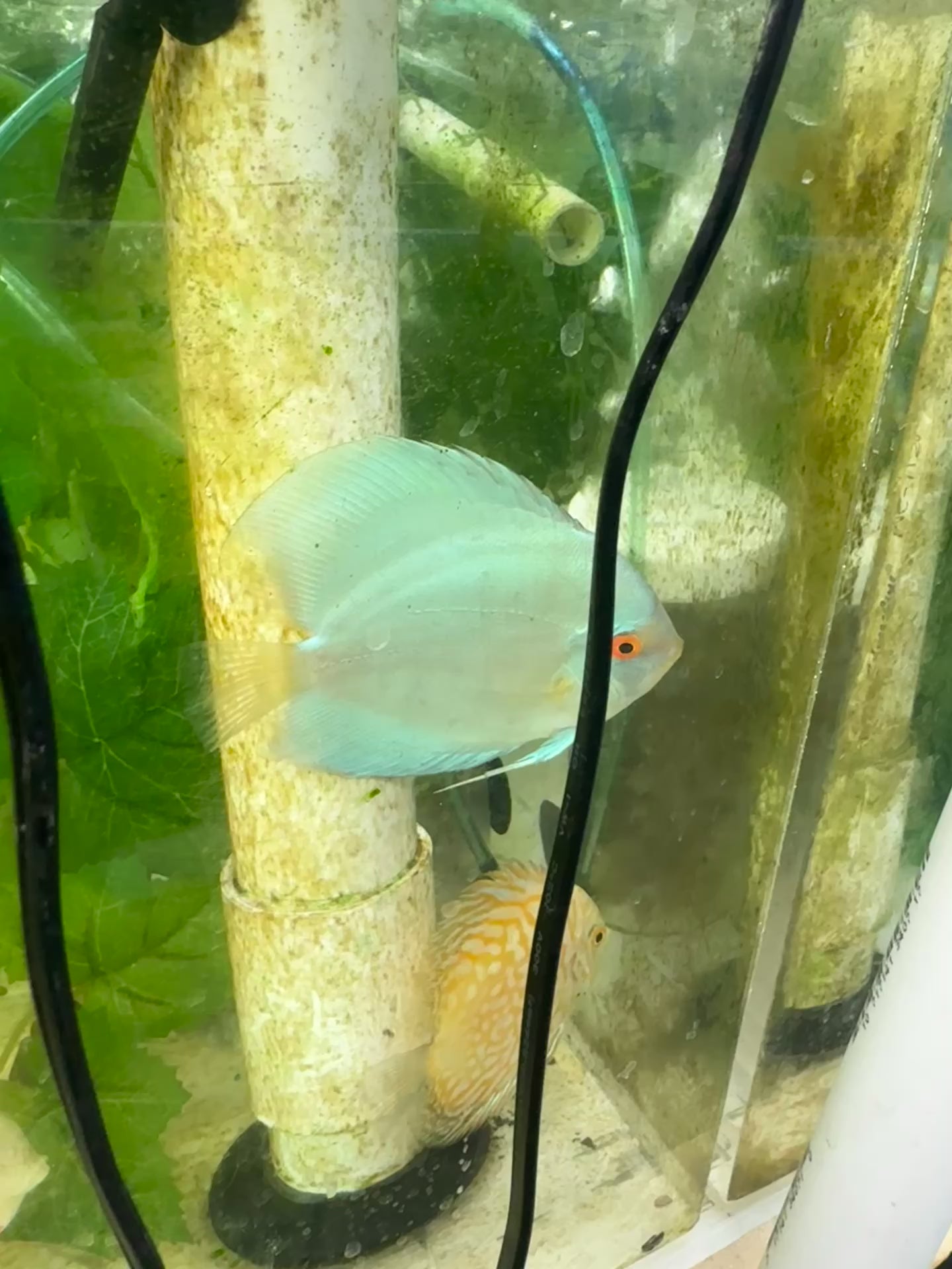 Blue Diamond Discus